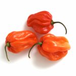 SCOTCH BONNET CHILLI 100g